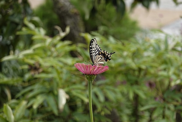 在面对大量