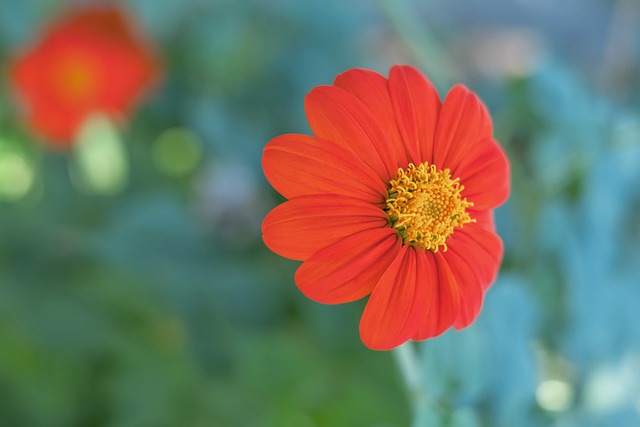 的明星球员 的明星球员